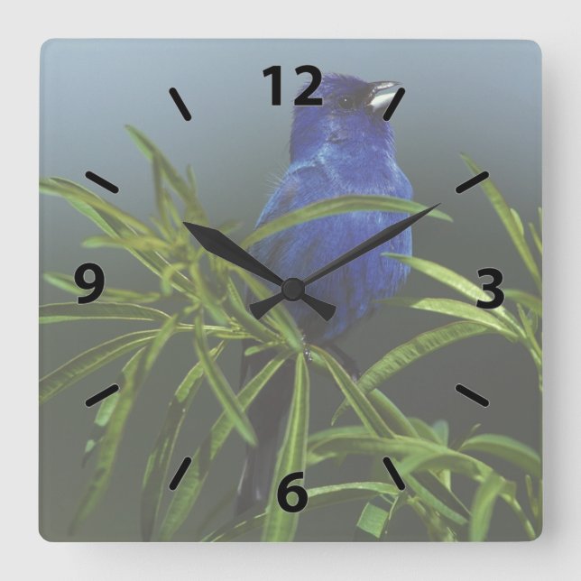 Blue Indigo Bunting Bird Square Wall Clock (Front)