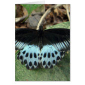 Blue Iridescent Mormon Butterfly (Front)