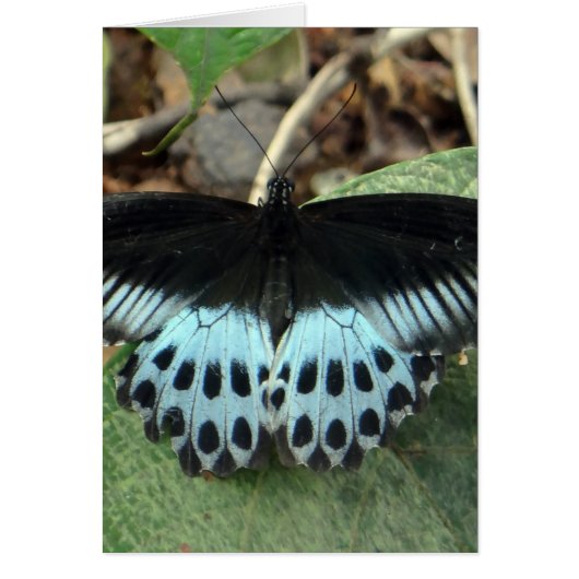 Blue Iridescent Mormon Butterfly Cards (Front)