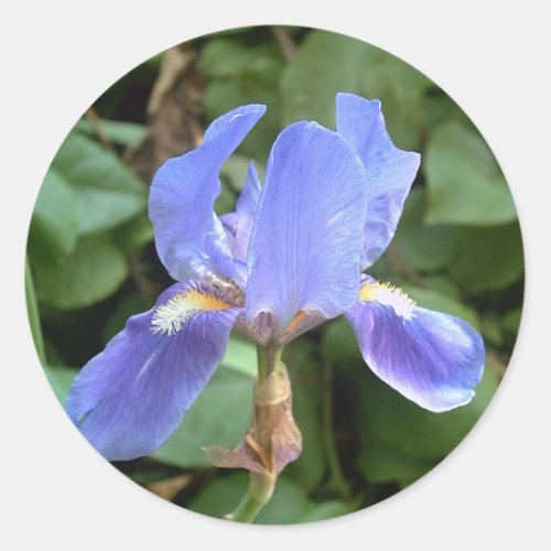 Blue Iris 3 Classic Round Sticker