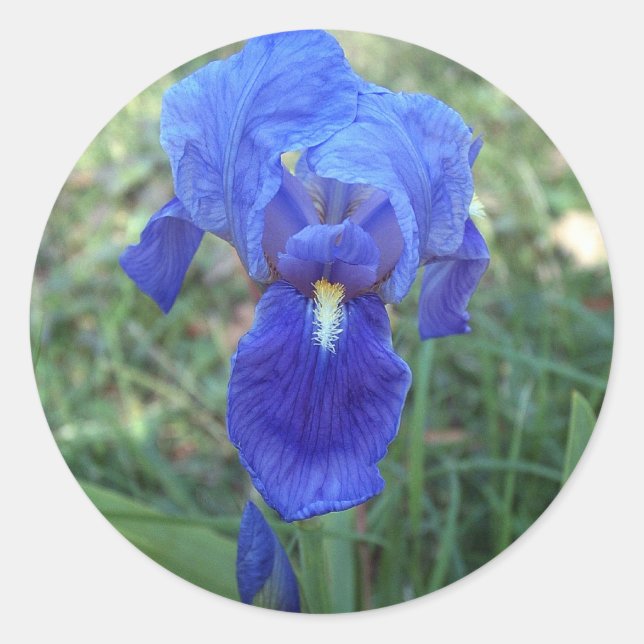Blue Iris 5 Classic Round Sticker (Front)