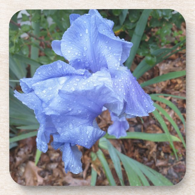 Blue Iris Beverage Coaster (Front)