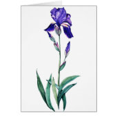 Blue Iris by PMACarlson (Front)