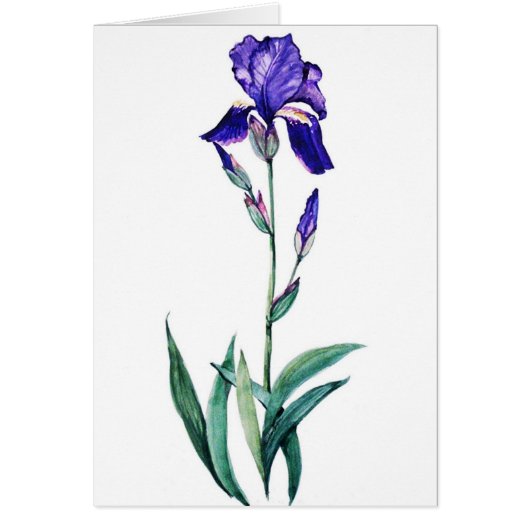 Blue Iris by PMACarlson Cards (Front)