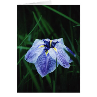 Blue Iris Cards