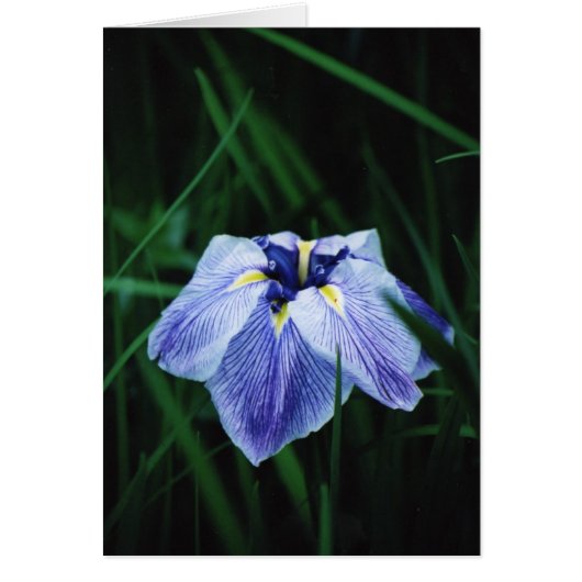 Blue Iris Cards (Front)