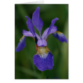 Blue iris cards (Front)