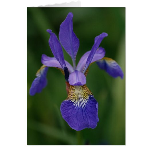 Blue iris cards (Front)