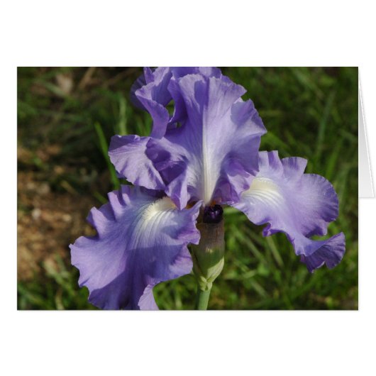 Blue Iris Cards (Front Horizontal)