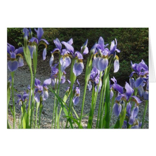Blue Iris Cards (Front Horizontal)