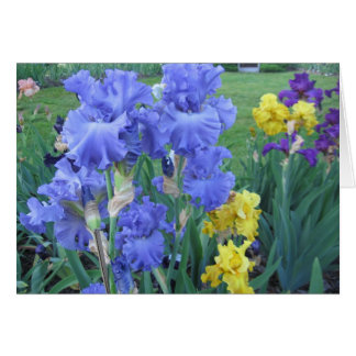Blue Iris Cards