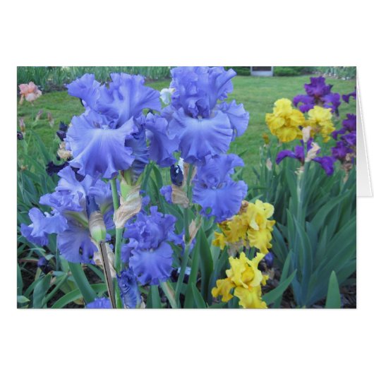 Blue Iris Cards (Front Horizontal)