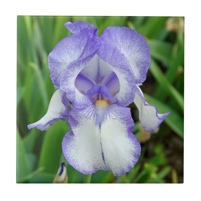 Blue iris ceramic tile (Front)