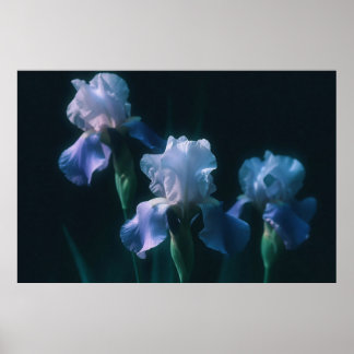 Blue Iris Floral Wall Art Poster