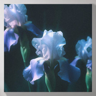 Blue Iris Floral Wall Art Poster Canvas Photo Tile