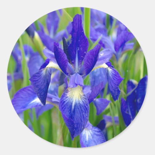 Blue Iris Flower Stickers