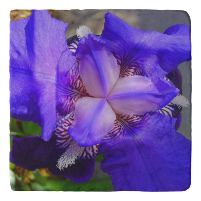 Blue Iris Flower Stone Trivet (Front)