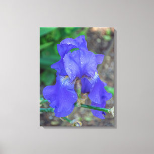 Blue iris flower view canvas print
