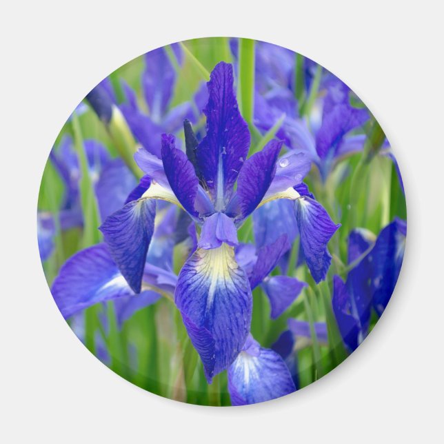 Blue Iris Flowers Magnet (Front)