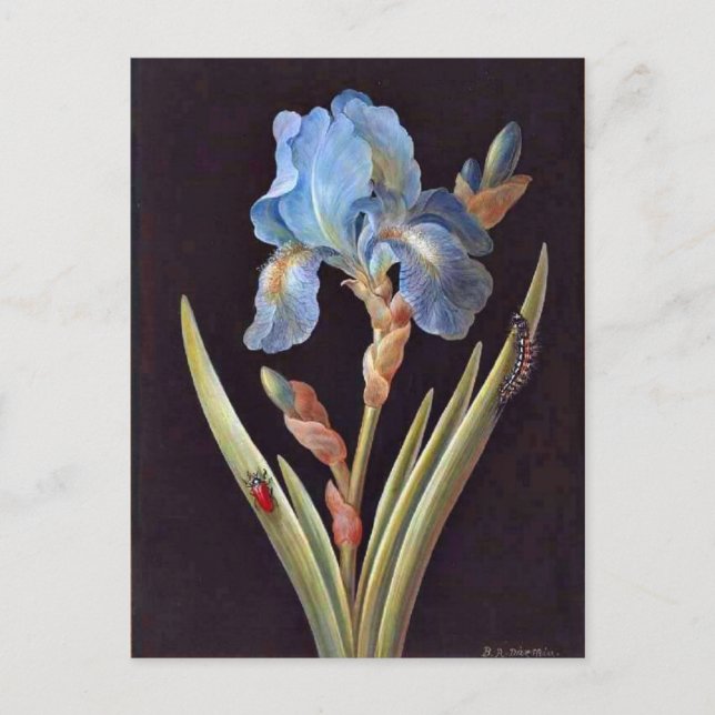 Blue Iris (germanica) Postcard (Front)