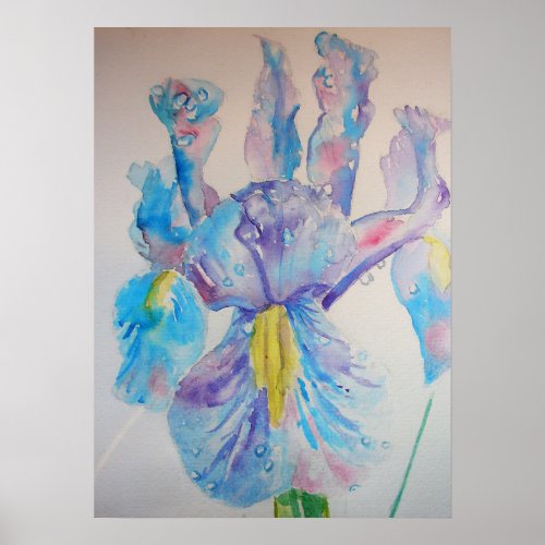 Blue Iris Irises Floral Flowers Watercolor Poster