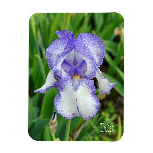 Blue Iris Magnet (Vertical)