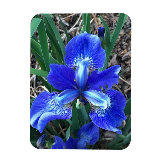 Blue Iris Magnet (Vertical)