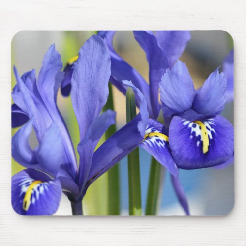 Blue Iris            Mouse Pad