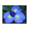 Blue Iris Postcard