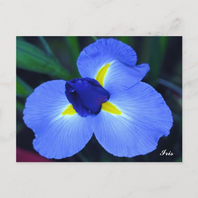 Blue Iris Postcard (Front)