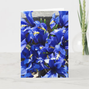 Blue Iris Reticulata (Netted Iris) Card