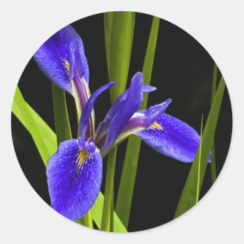 Blue Iris Sticker by LivingLife at Zazzle