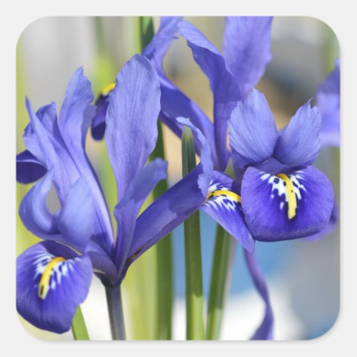 Blue Iris Throw            Square Sticker