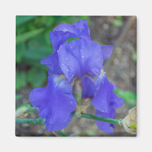 Blue iris up close fridge magnet