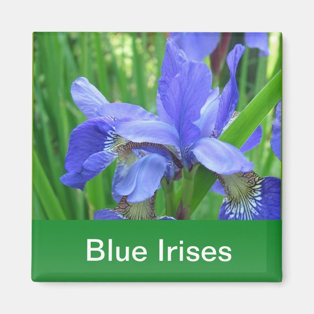 blue irises and green leaves magnet (Front)