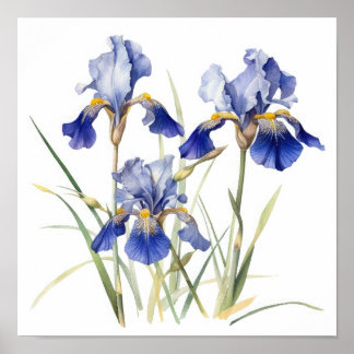 Blue Irises Flower Art Print Poster