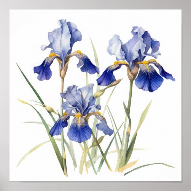 Blue Irises Flower Art Print Poster (Front)