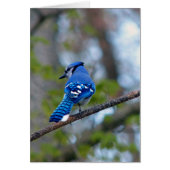 Blue Jay (Front)