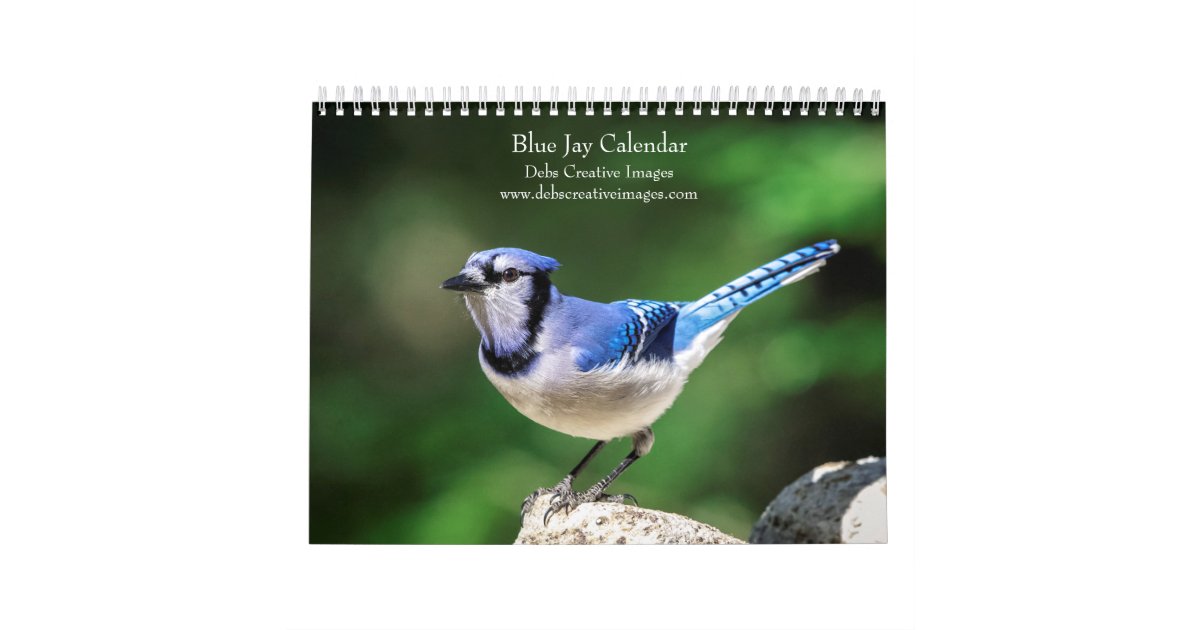 Blue Jay 2024 Calendar Zazzle