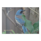 Blue Jay (2a) - Customizable (Front Horizontal)