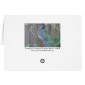 Blue Jay (2a) - Customizable (Back Horizontal)