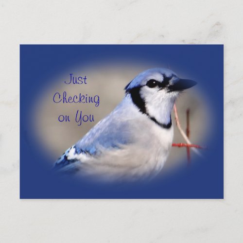 Blue Jay 8979_ customize any occasion Postcard