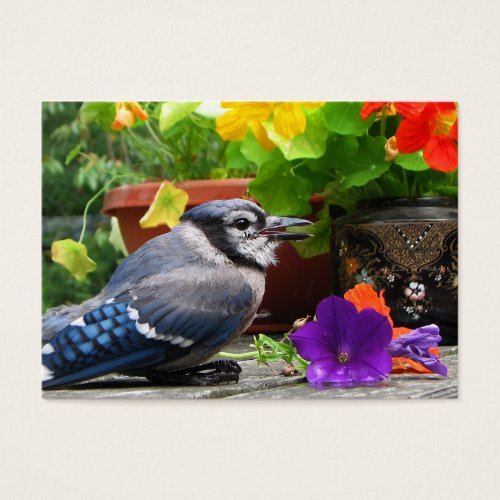 Blue Jay and Flowers ATC Business Cards