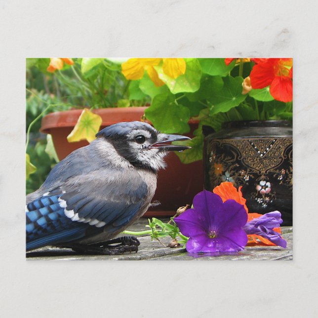 Blue Jay and Flowers Postcard (Front)