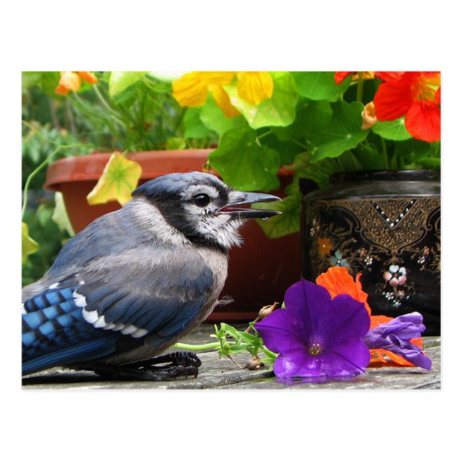 Blue Jay and Flowers