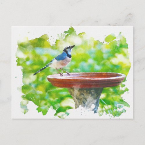 Blue Jay at the birdbath watercolor Postcard