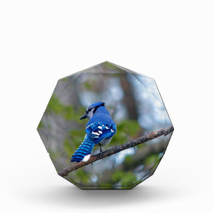 Blue Jay Award