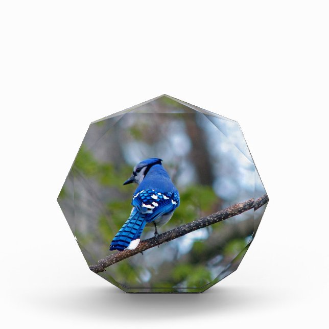 Blue Jay Award (Front)