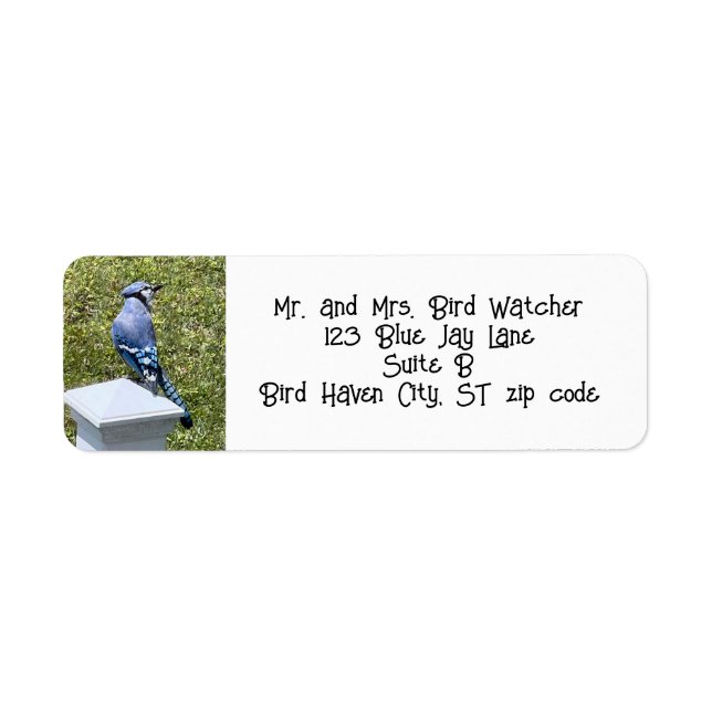 Blue Jay, Bird Address Labels (Front)