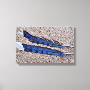 Blue Jay bird feathers Canvas Print